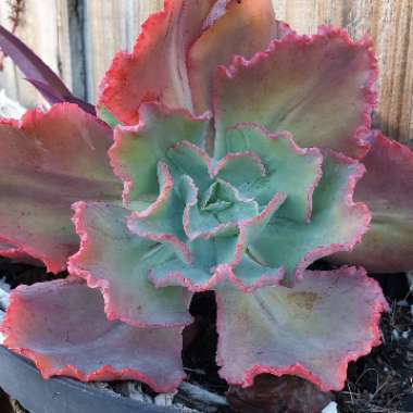Echeveria Sun Dancer