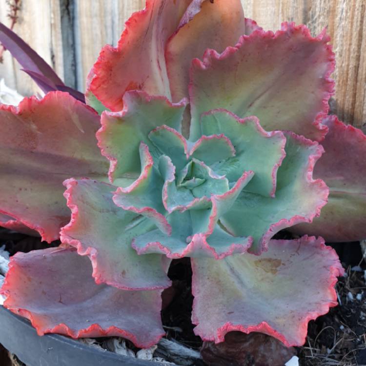 plant image 1093210