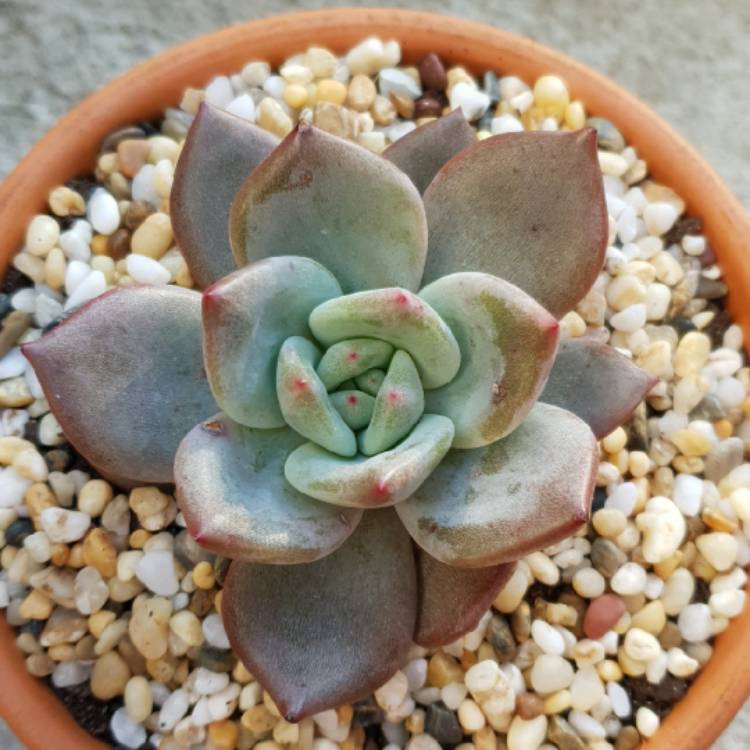 Plant image Echeveria Agavoides Romeo X Echeveria Laui