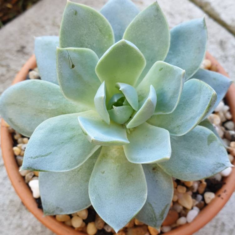 plant image 1095281