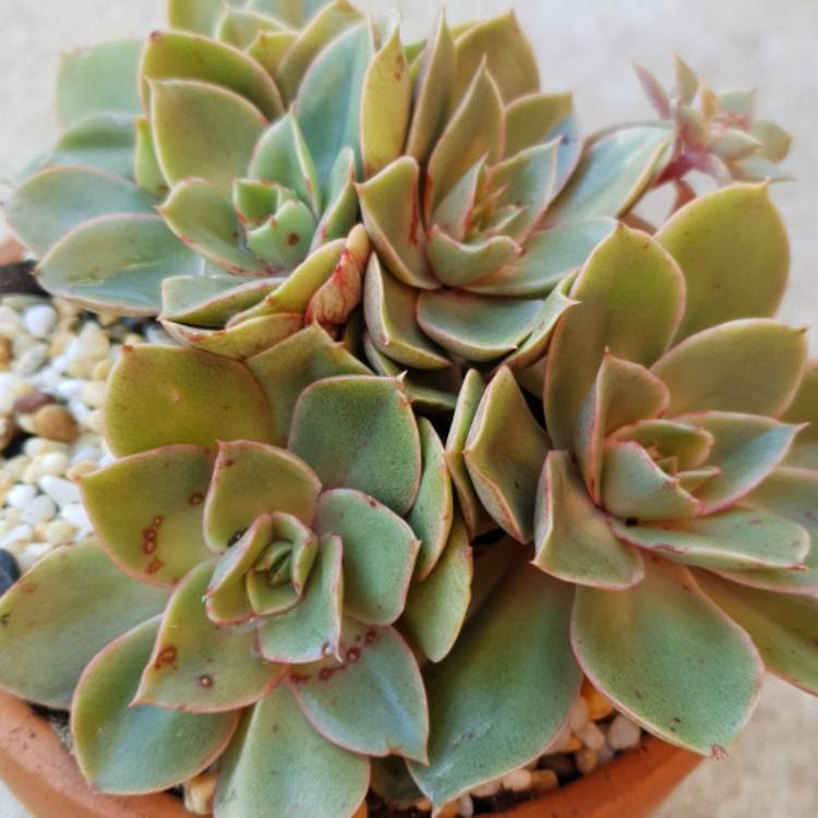 Plant image Echeveria Green Smile