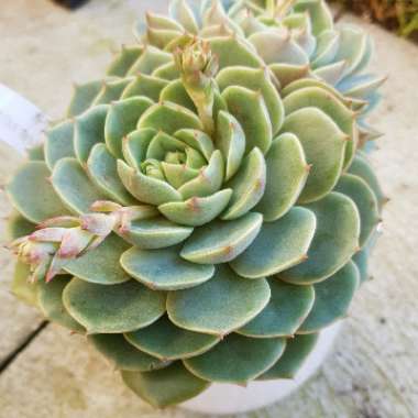 Echeveria Lily