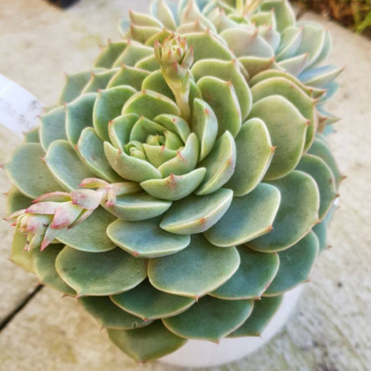 Plant image Echeveria Lily