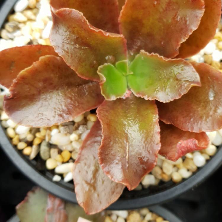 Plant image Echeveria Clarence Wright
