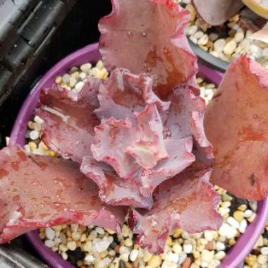 Echeveria Chocolate Ruffles