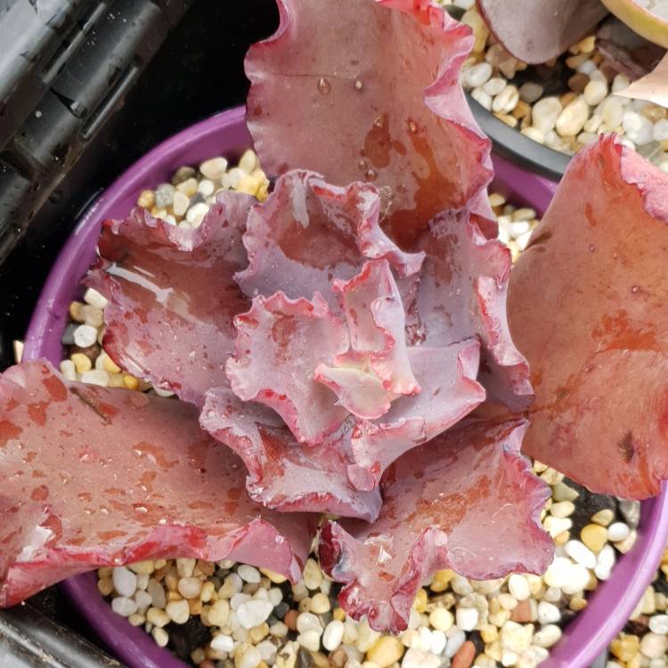 plant image 1112892