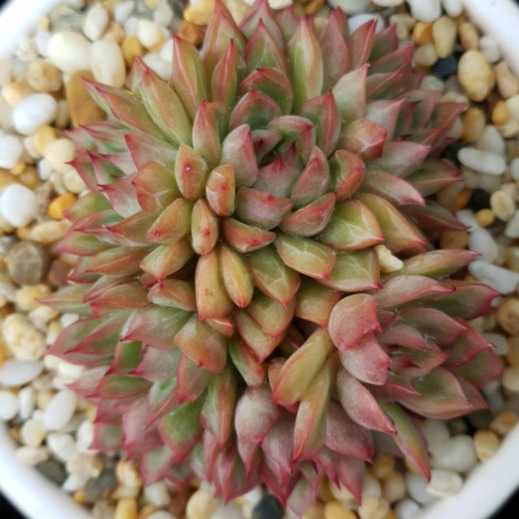 Plant image Echeveria Mebina