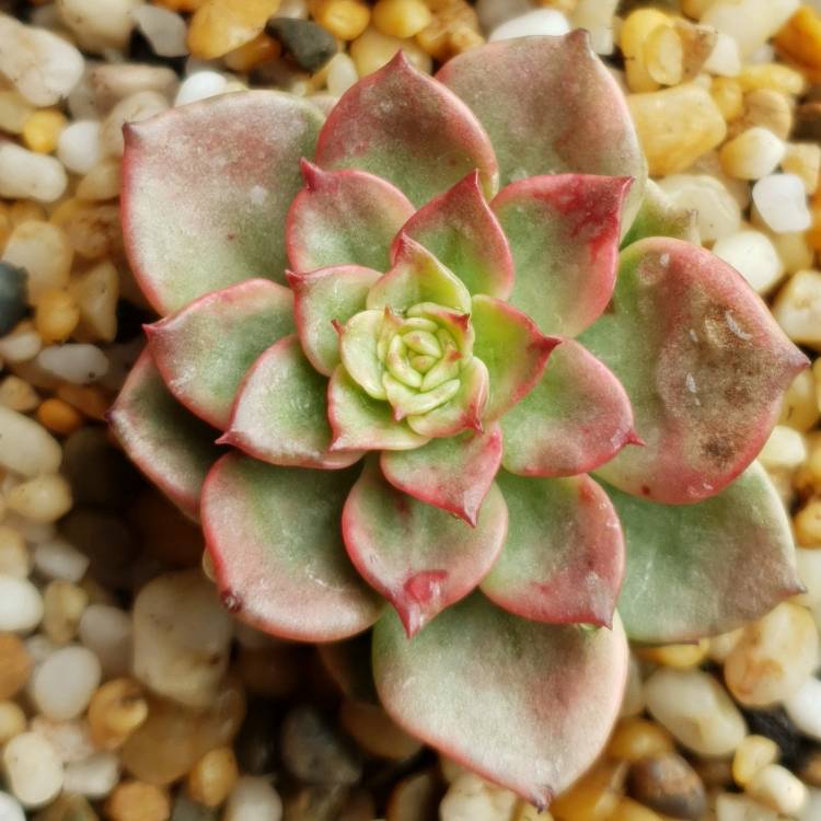 plant image 1118010