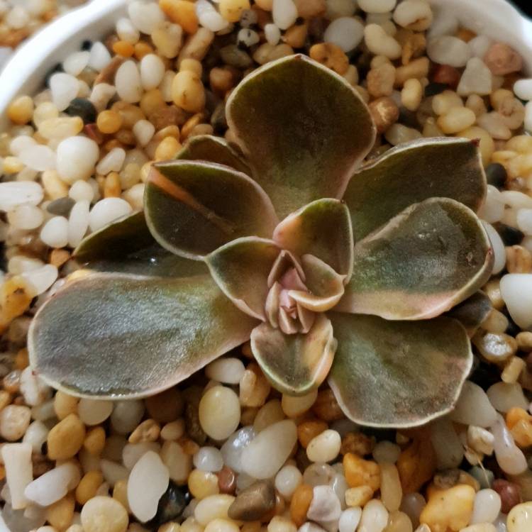 plant image 1118017