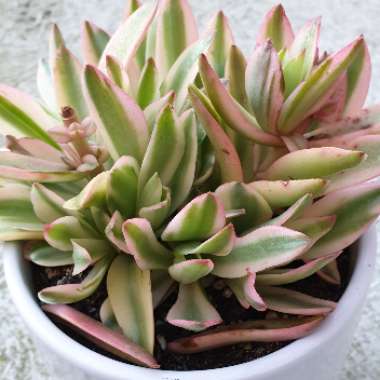 Crassula coccinea Variegated