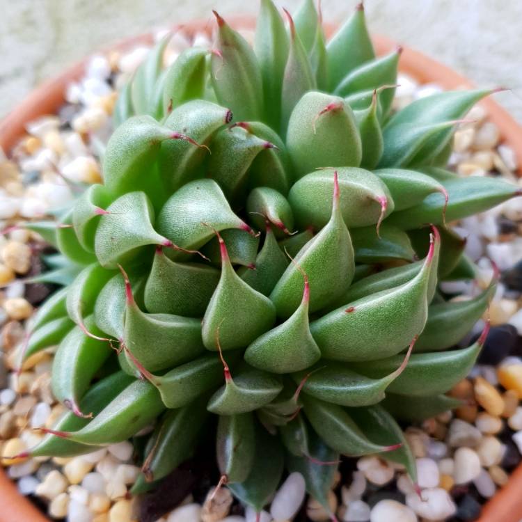 plant image 1130060