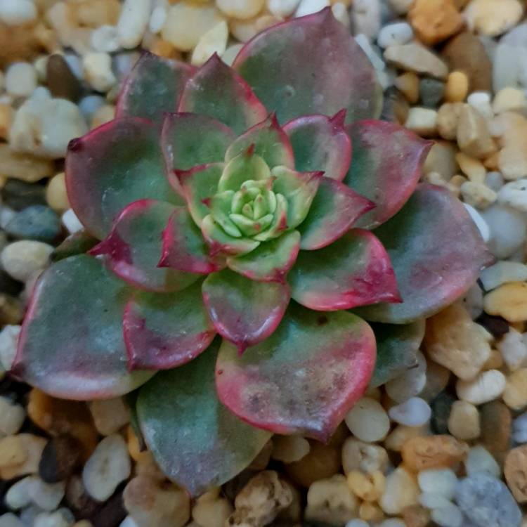 Plant image xSedeveria Rolly Variegata