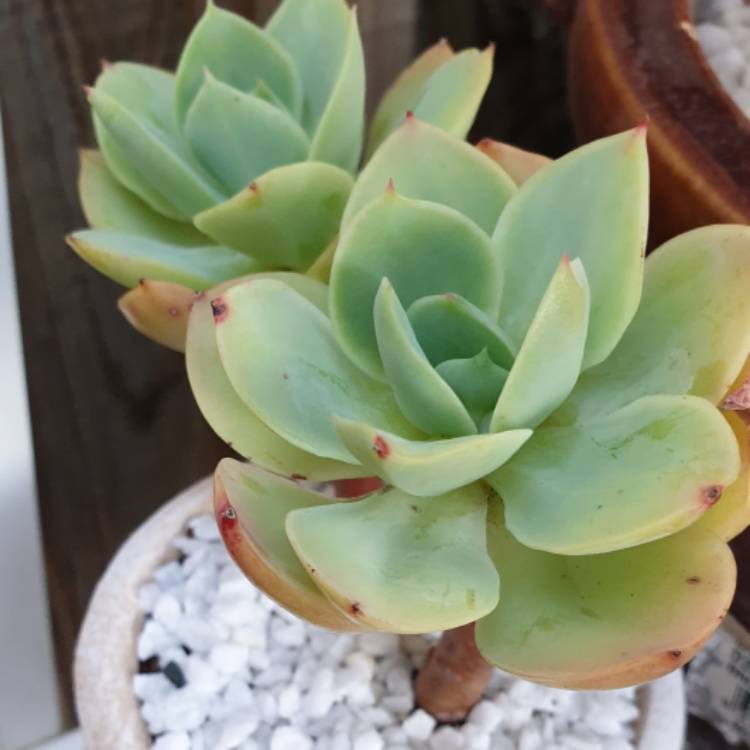 Echeveria Peach Pride, Echeveria 'Peach Pride' - uploaded by @succulentwiki