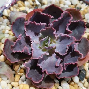 Echeveria Neon Breakers