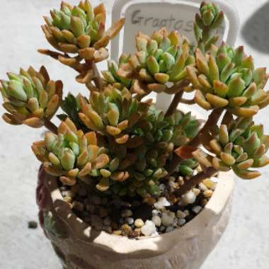 x Graptosedum Joan Steele