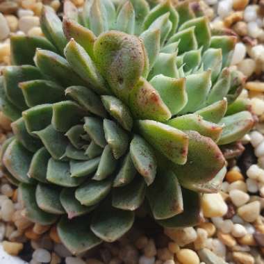 Echeveria Acacia Ponds