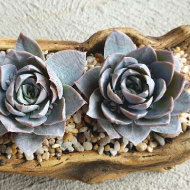 xSedeveria Blue Lotus
