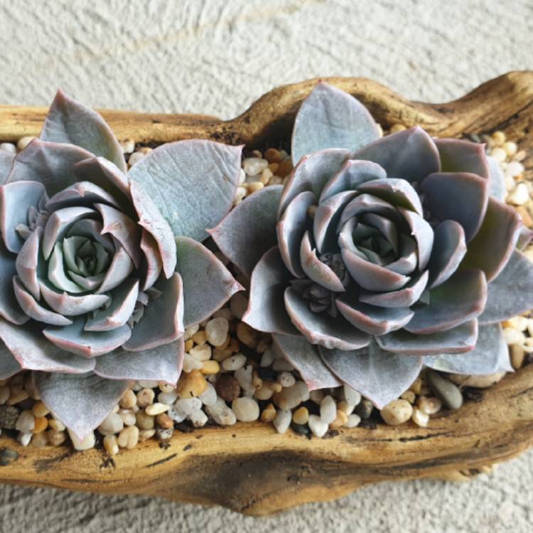 Plant image xSedeveria Blue Lotus