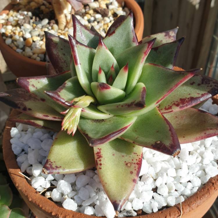 plant image 1141973