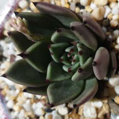 Echeveria Agavoides Ebony x Cuspidata v. Zaragozae
