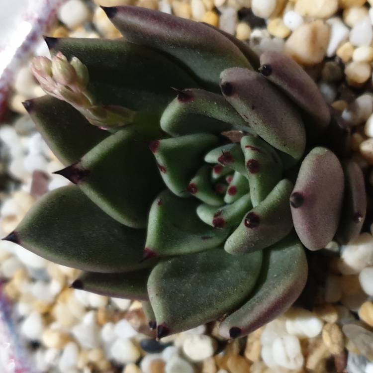 Plant image Echeveria Agavoides Ebony x Cuspidata v. Zaragozae