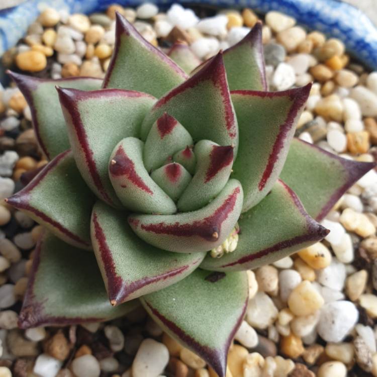 plant image 1141979