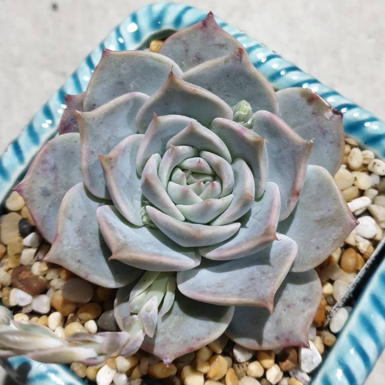 Plant image Echeveria Paloma