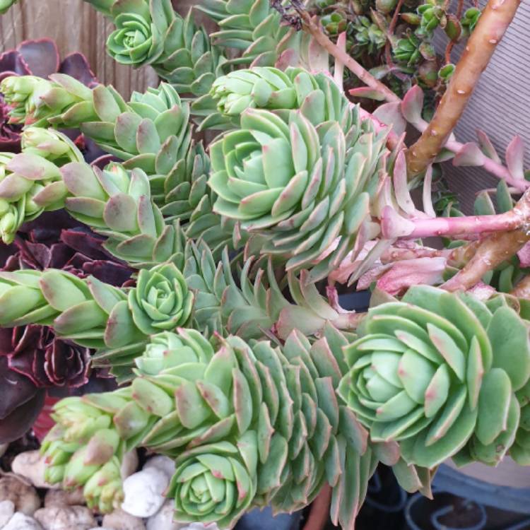 Plant image xSedeveria Green Rose