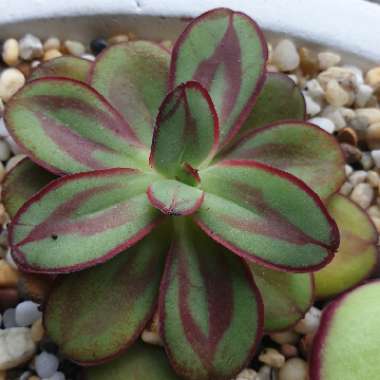 Echeveria Nodulosa