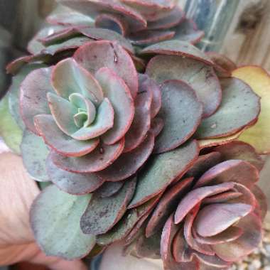 Echeveria Suyon