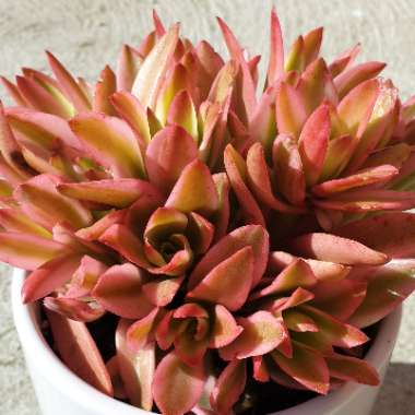 Crassula coccinea Variegated