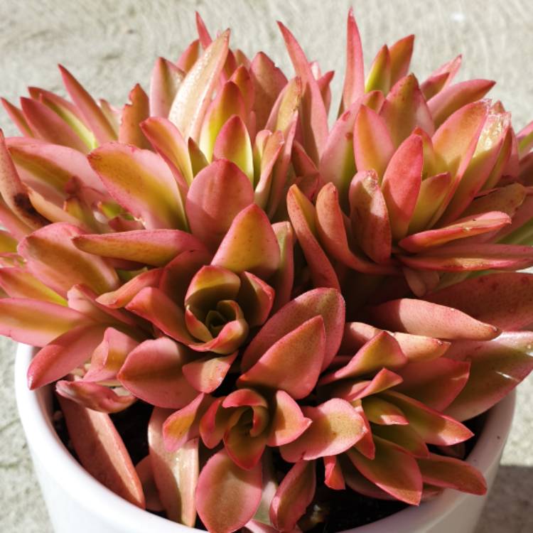 plant image 1169044