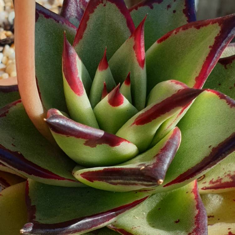 Plant image Echeveria Agavoides Ebony