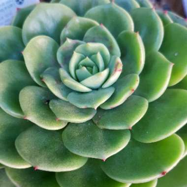 Echeveria Bella Donna