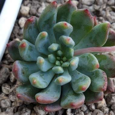 xSedeveria Blue Elf