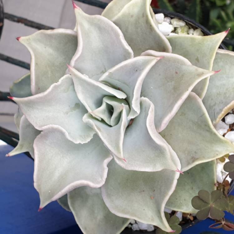 plant image 1171823 plant image 1171823