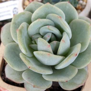 Echeveria Derlu