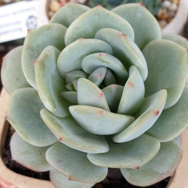 Plant image Echeveria Derlu