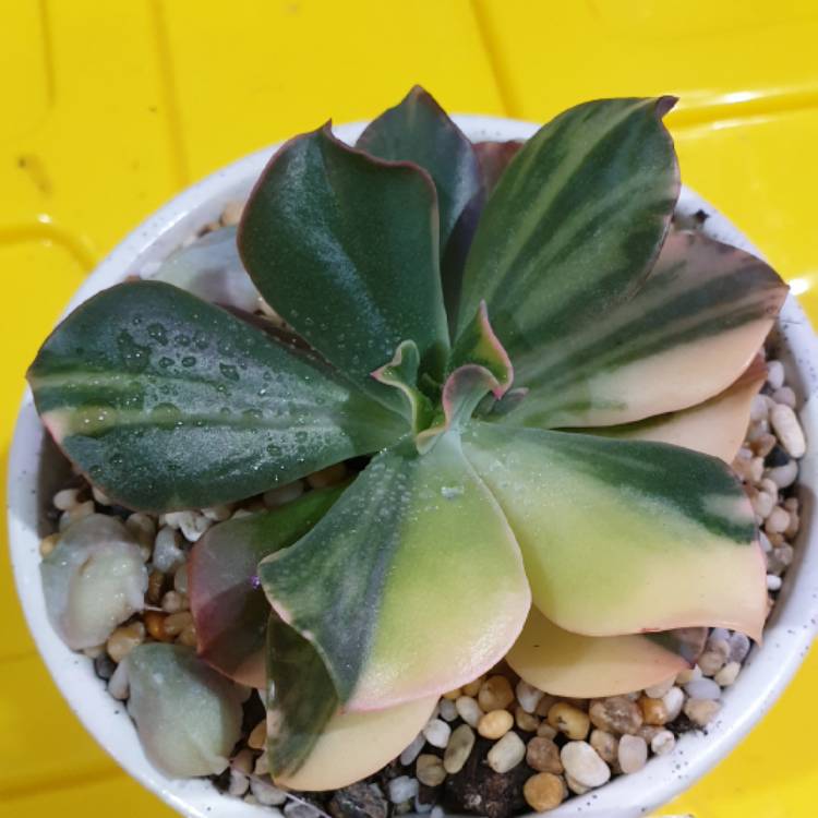 Plant image Echeveria Pre Madonna