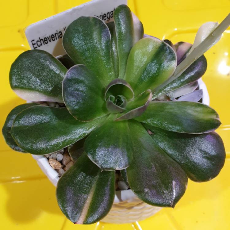 plant image 1179009