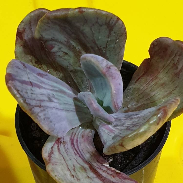 plant image 1179055