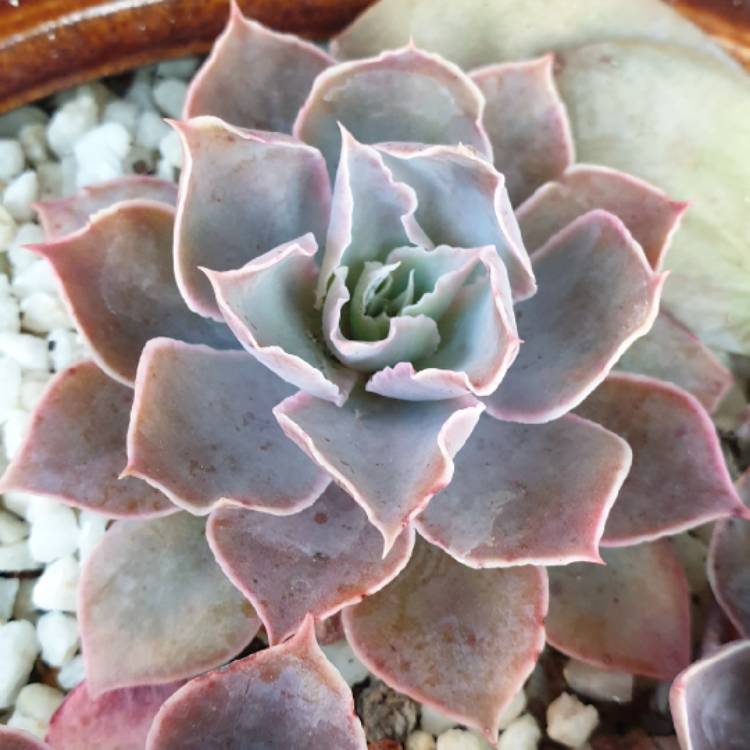 plant image 1179071 plant image 1179071