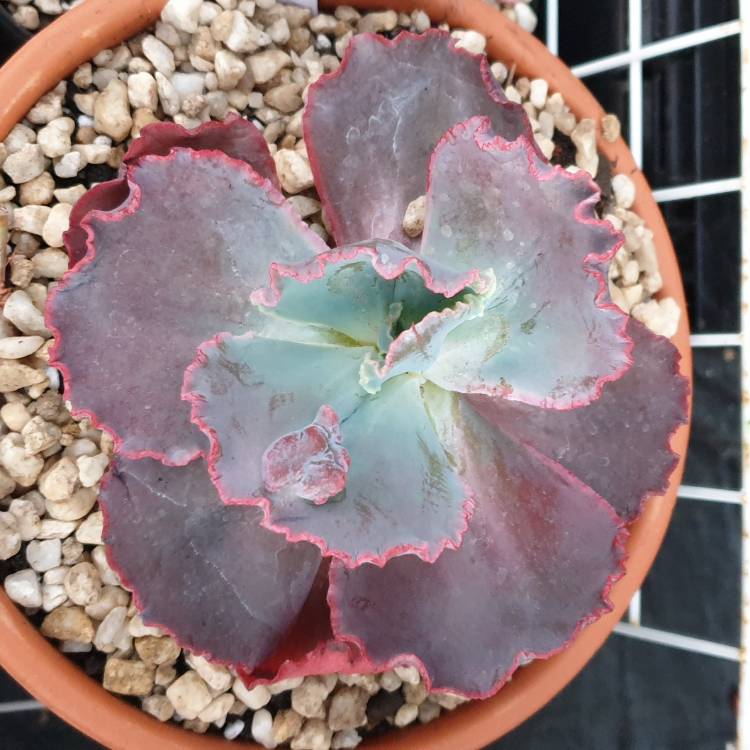 Plant image Echeveria Red Sails