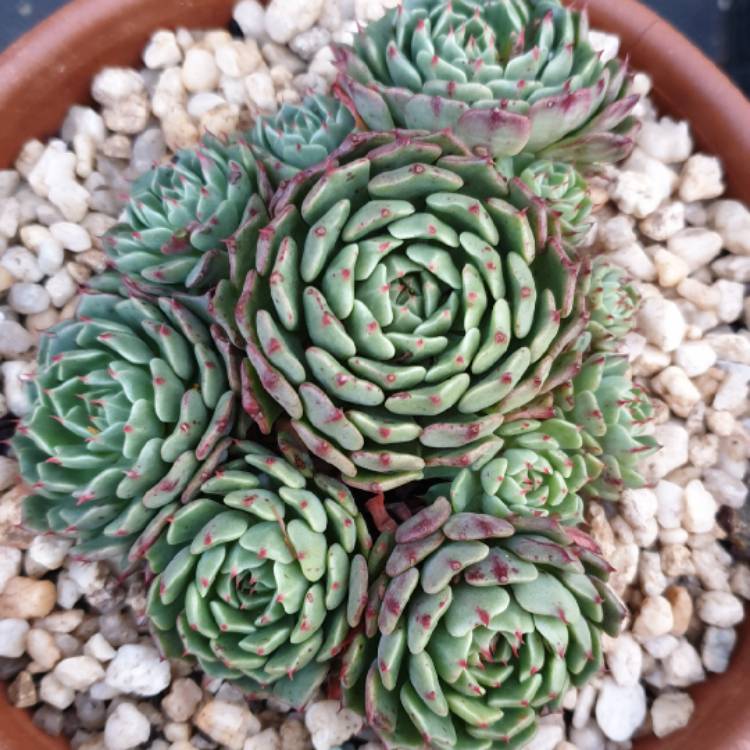 plant image 1182324