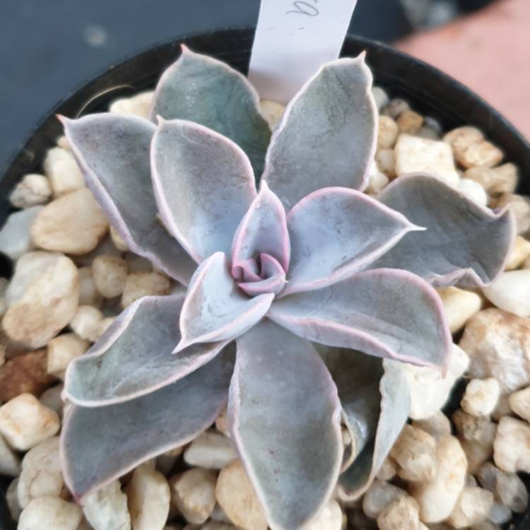 plant image 1182341