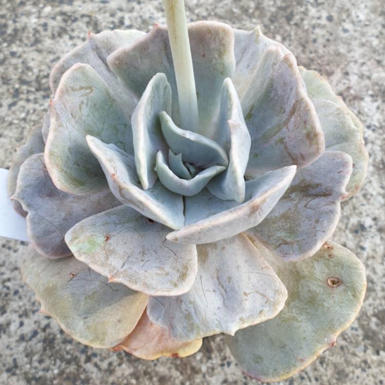 Plant image Echeveria Lilacina Monstrose