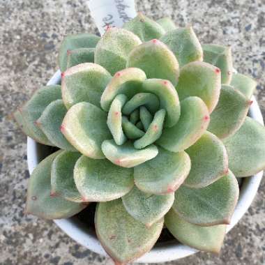 Echeveria Champagne