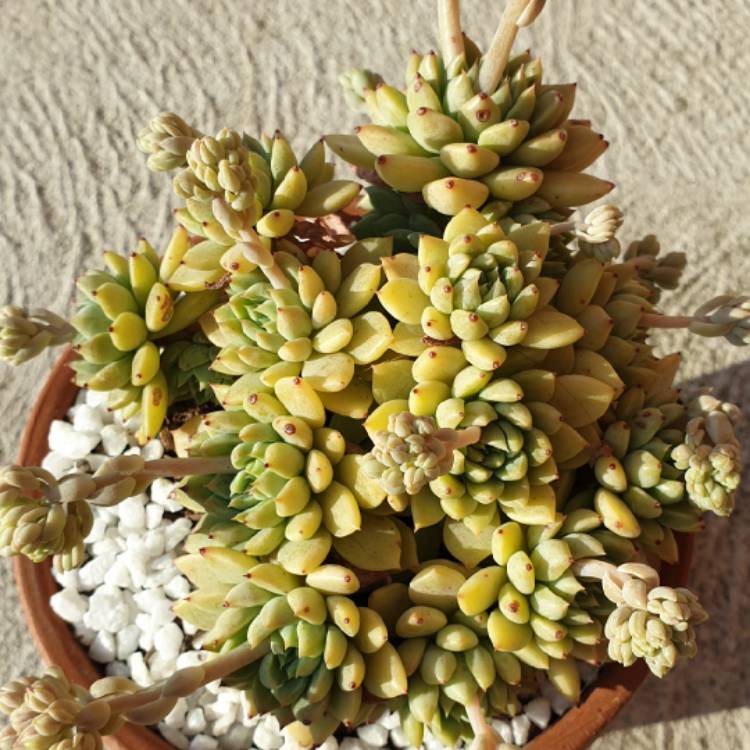 plant image 1183190