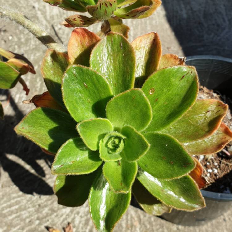 Plant image Aeonium Smithii Hybrid