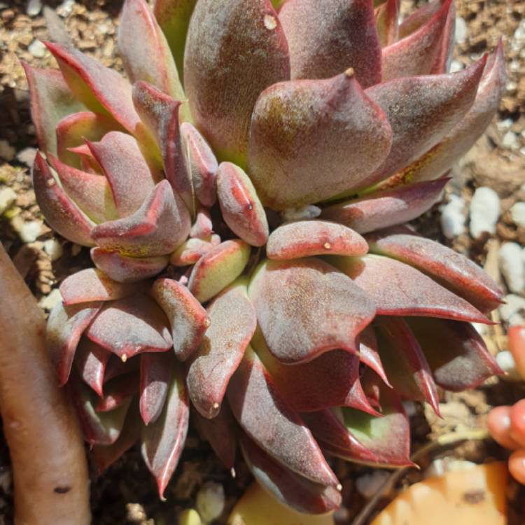 Plant image Echeveria Nightfall